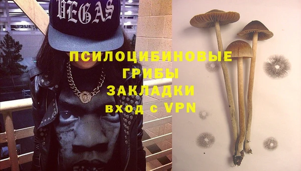 прущие грибы Абаза
